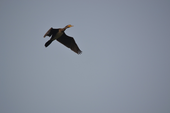 cormorano in volo